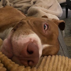 Meet your Posher, Spencer